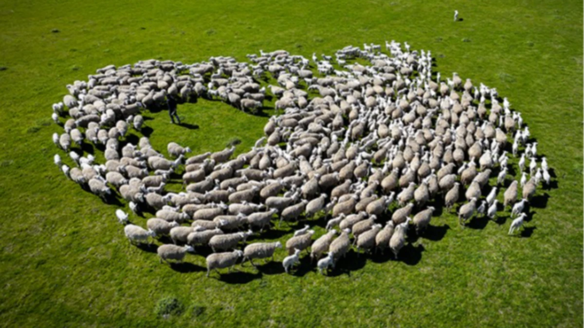 TİGEM Karacabey&rsquo;de kuzu doğumlarında ikizlik oranı y&uuml;zde 40&rsquo;ı aştı